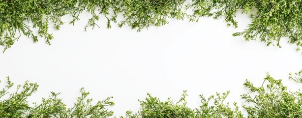 Obraz premium Fresh Green Plants Border on White Background