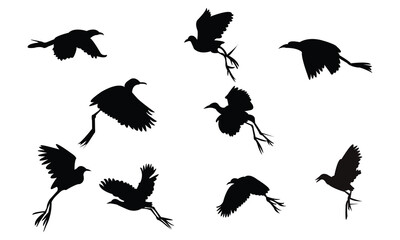 Flying African jacana bird Silhouette Design  And Vector Illustration. 