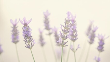 Obraz premium Soft lavender flowers in a serene and delicate arrangement.