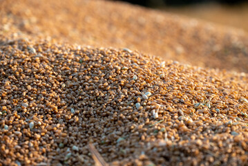 Close up shot of organic Wheat grains as agricultural background