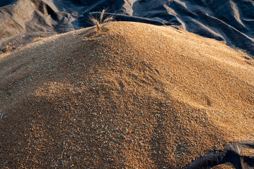Close up shot of organic Wheat grains as agricultural background