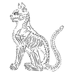 Vector sketch illustration of a cat with its body skeleton