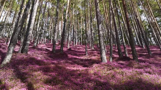 Hinterlobming - Erikabl&uuml;te am Matzlerberg - Heidekraut - Leoben - Steiermark - Murtal