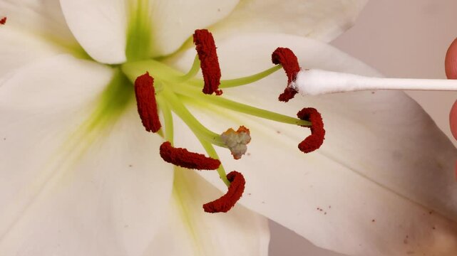 Lily Flower Pollination with Cotton Swab Technique