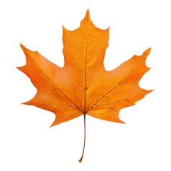 Obraz premium Vibrant Maple Leaf in Stunning Autumn Coloration