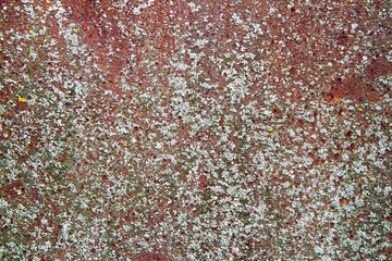 Rusty metal overgrown with fungus and lichen. The texture of old iron is corroded.