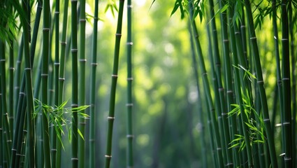 bamboo forest design