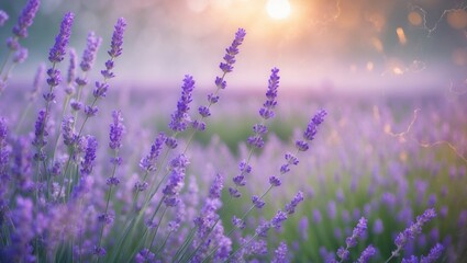 Naklejka premium Branches of blooming lavender. Suitable for background use.
