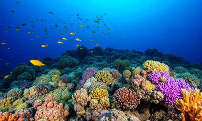 Beautiful underwater view with scuba diver colorful corals tropical sea full of diverse fish and marine animals calm water marine conservation