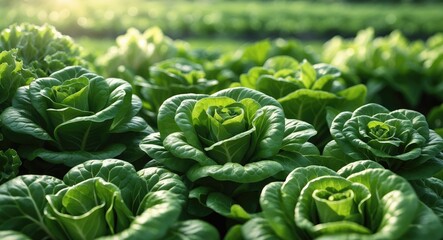 Fototapeta premium Banner fresh organic hydroponic vegetable farm produce green salad. Panorama view of green oak lettuce in agriculture. Salad farm vegetable green oak lettuce with empty space for text.