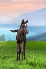 Foal on green pasture