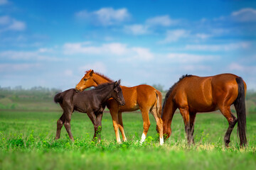 Obraz premium Foals on herd