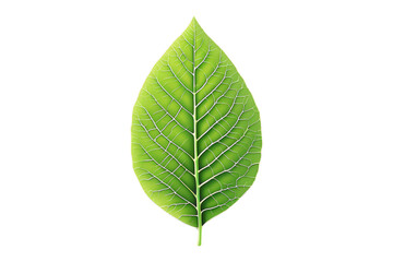 Obraz premium green leaf, detailed veins, white background, isolated, no background