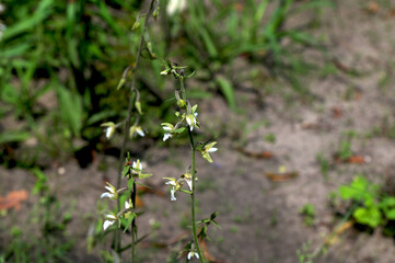 Flowers of a marsh helleborine, Epipactis palustris