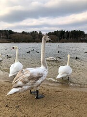 beautiful swans on the lake