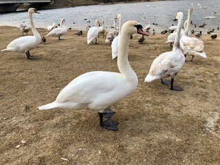 Obraz premium beautiful swans on the lake