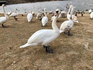 beautiful swans on the lake