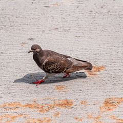 pigeon on the ground