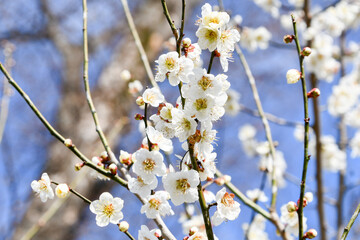梅の花「白加賀」