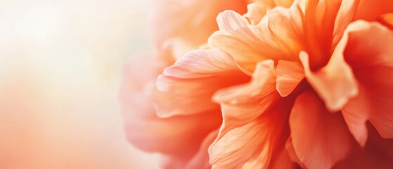 Fototapeta premium Soft Orange Flower Petals with Delicate Texture and Subtle Background