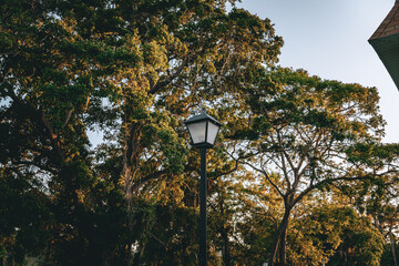light in park
