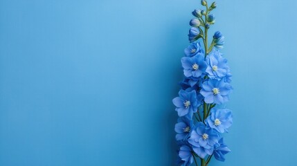 Fototapeta premium Stunning Blue Delphinium Flowers Arrangement Against a Soft Blue Background, Highlighting Vibrant Colors and Petal Detail, Evoking a Fresh and Serene Mood in a Minimalist Style