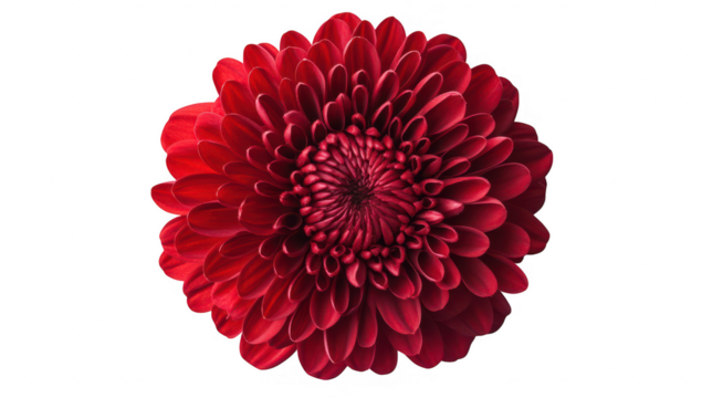 a vibrant red flower showcasing intricate petals and a lush full bloom set against a clean white background emphasizing its beauty and elegance ideal for decorative purposes or floral design inspirati - Powered by Adobe