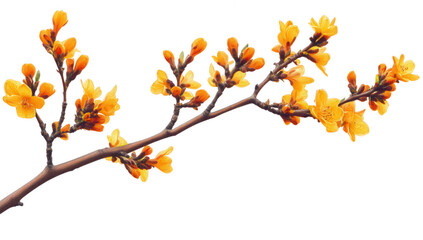 Fototapeta premium a branch adorned with vibrant yellow flowers showcasing the beauty of nature and the arrival of spring the delicate blooms are set against a white background emphasizing their vivid color and intricat
