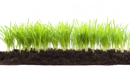 a close-up view of vibrant green grass growing in rich dark soil showcasing the beauty of nature and the growth process