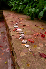 shells on stones in park