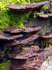 Rötende Trameten in der Frontale an einem Baumstumpf