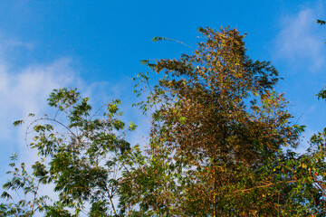 Fototapeta premium A tall green tree top under cloudy blue skytree, sky, branches, flowers, nature, blue, bloom, spring, flora, outdoor, plant, season, natural, scenic, peaceful, clear, growth, colorful, sunlight, fresh