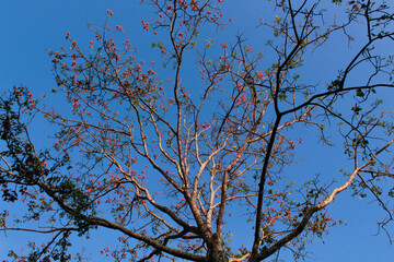 A tall tree with delicate red blossoms stretches its bare branches toward a vibrant blue sky.