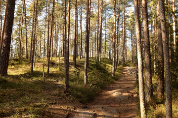 Forest