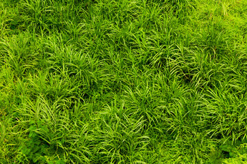 Fototapeta premium Fresh green grass texture background