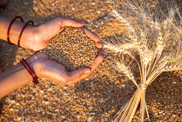 Close up shot of organic Wheat grains as agricultural background. Wheat grain in a woman hand