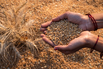 Close up shot of organic Wheat grains as agricultural background. Wheat grain in a woman hand