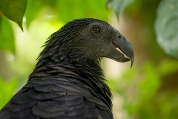 Pesquet's Parrot - Psittrichas fulgidus, large black and red parrot from New Guinea forests and woodlands, Papua-New Guinea.