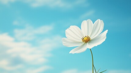 Vibrant White Cosmos Flower Against a Bright Blue Sky: Captivating Close-Up with Soft Focus and Natural Light, Highlighting Delicate Petals and Serene Atmosphere in a Tranquil Setting