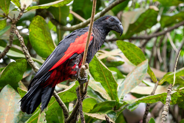 Pesquet's Parrot - Psittrichas fulgidus, large black and red parrot from New Guinea forests and woodlands, Papua-New Guinea.