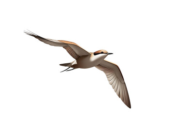 seabird in flight, wings spread, white background, isolated, no background