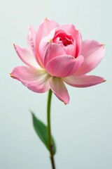 Fototapeta premium Delicate flower petals unfolding on white background, photography, soft focus