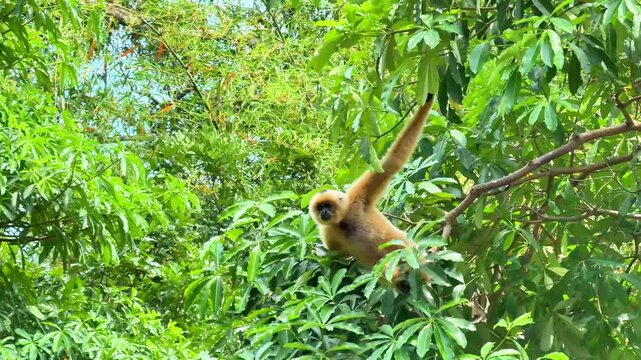 A gibbon monkey jumps through the branches of a tropical green tree.