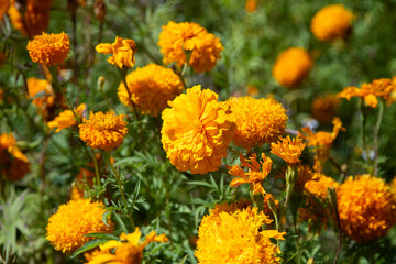 Flores de cempasúchil or Marigold flowers in Atlixco during the Day of the Dead festival.