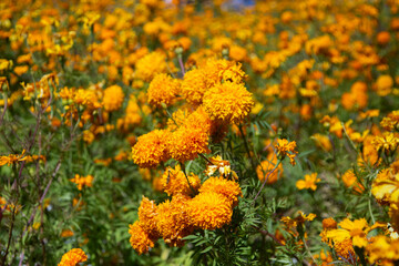 Flores de cempasúchil or Marigold flowers in Atlixco during the Day of the Dead festival.