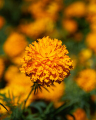 Flores de cempasúchil or Marigold flowers in Atlixco during the Day of the Dead festival.