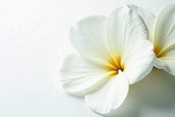 Close-up of pristine white flower petals on pure white background, botany, flora