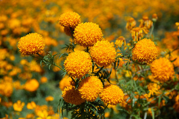 Flores de cempas&uacute;chil or Marigold flowers in Atlixco during the Day of the Dead festival.