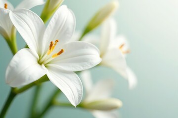 Close-up of pristine white flowers on seamless background, still life, skincare
