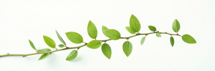 Fototapeta premium Delicate branch with intricate details isolated on white background, nature, branch, simple